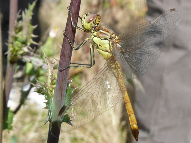 Sympetrum vulgatum &copy; MAILLIER Sébastien