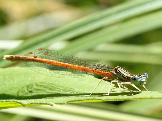 Platycnemis acutipennis &copy; SENGEZ Pierre