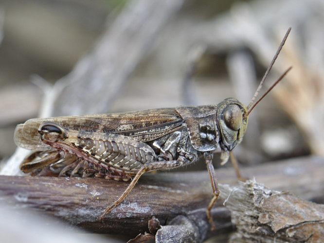 Calliptamus italicus &copy; HERCENT Jean-Luc