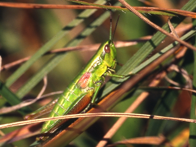 Euthystira brachyptera &copy; HERCENT Jean-Luc