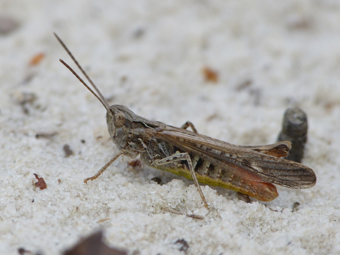 Chorthippus brunneus &copy; BARBIER Simon