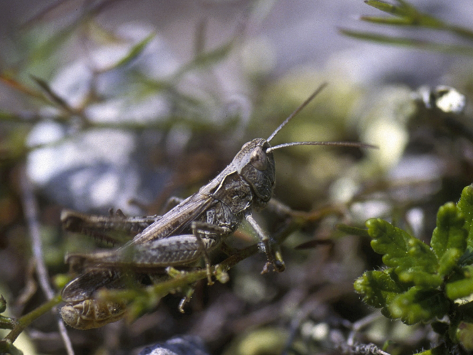 Chorthippus mollis &copy; HERCENT Jean-Luc