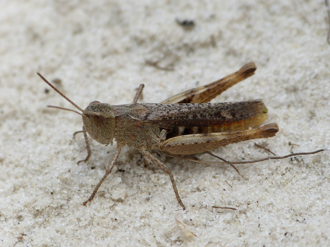 Chorthippus vagans &copy; BARBIER Simon