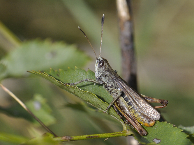 Gomphocerippus rufus &copy; HERCENT Jean-Luc