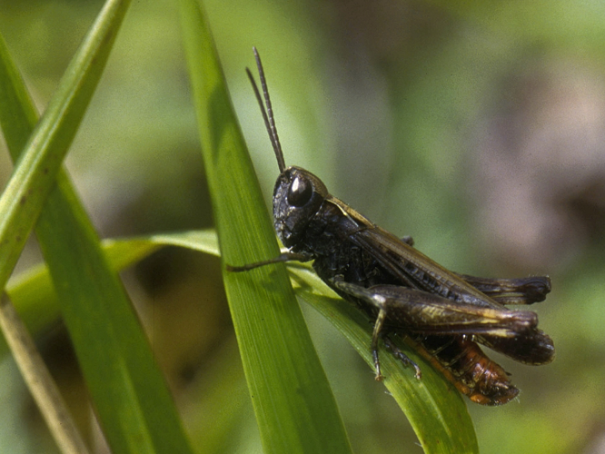Omocestus rufipes &copy; HERCENT Jean-Luc