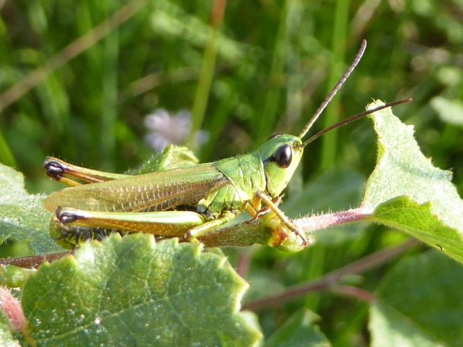 Chorthippus montanus &copy; LETHEVE Xavier