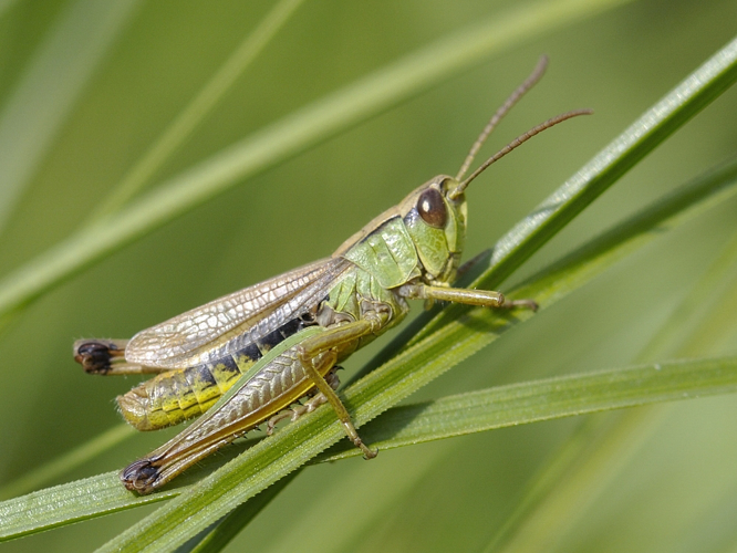 Chorthippus parallelus &copy; HERCENT Jean-Luc
