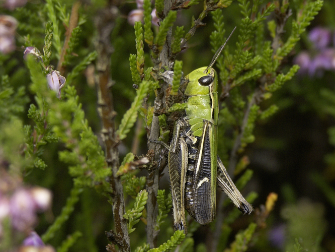 Stenobothrus lineatus &copy; HERCENT Jean-Luc