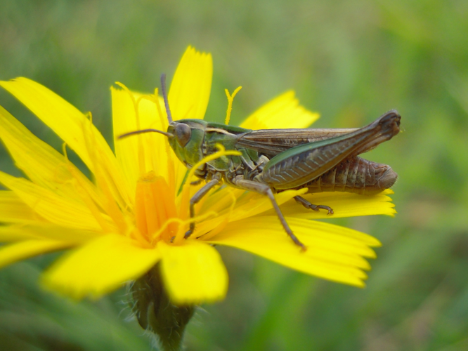Stenobothrus stigmaticus &copy; DUTOUR Lucie
