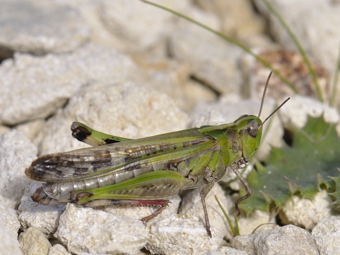 Aiolopus thalassinus &copy; HERCENT Jean-Luc