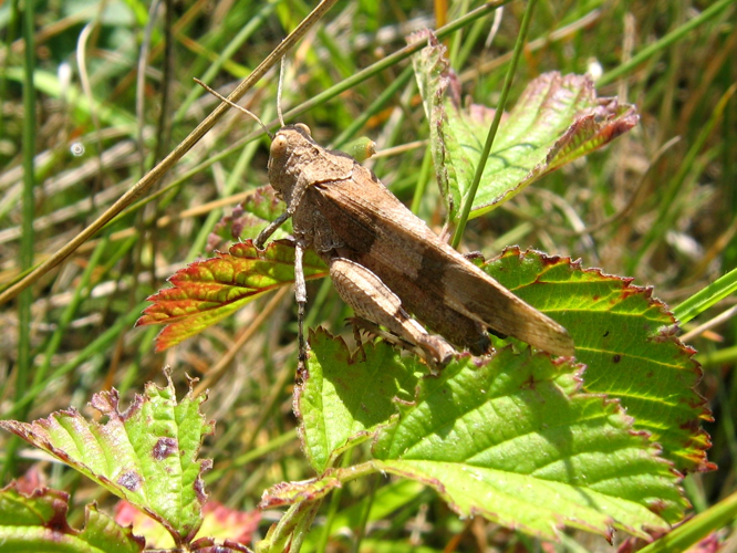 Oedipoda caerulescens &copy; MAILLIER Sébastien