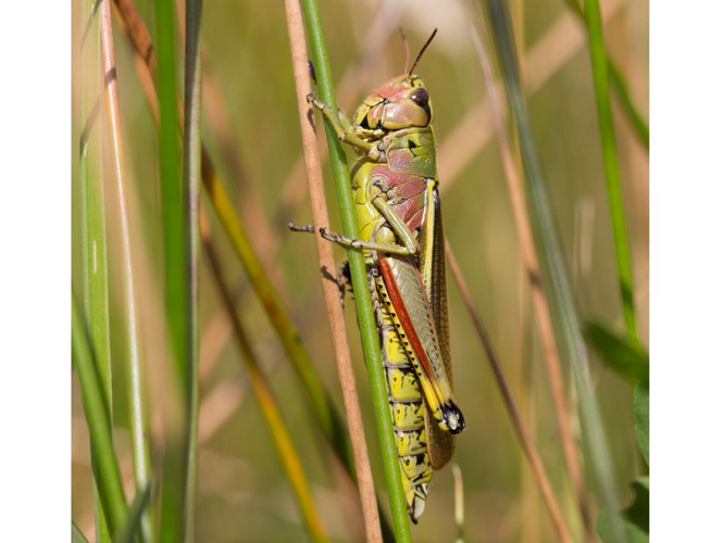 Stethophyma grossum &copy; TONDELLIER Bruno