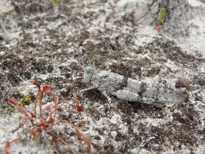 Sphingonotus caerulans caerulans &copy; DUBOIS Yves