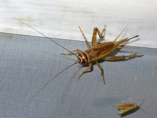 Acheta domesticus &copy; MAILLIER Sébastien
