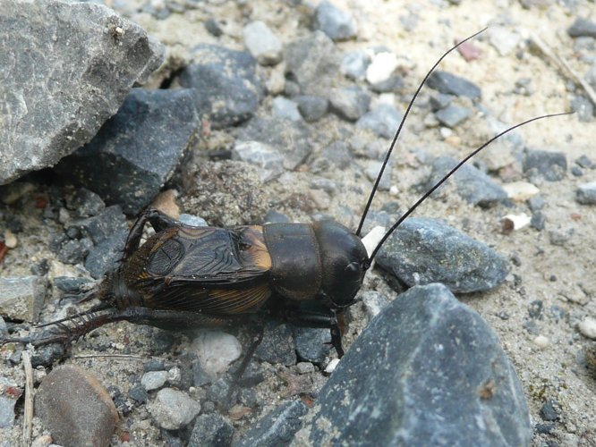 Gryllus campestris © MAILLIER Sébastien