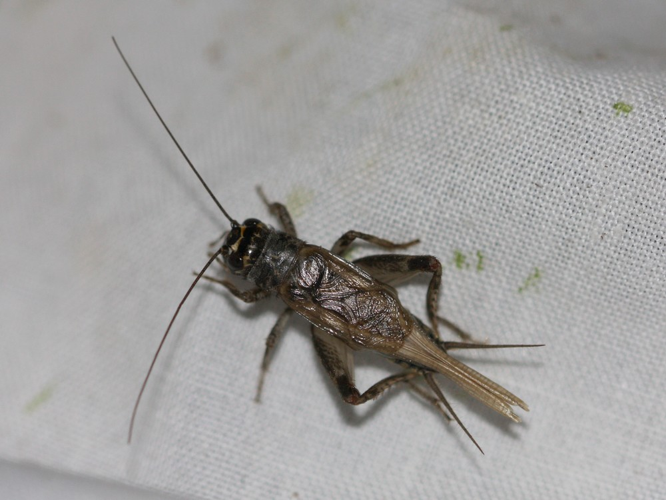 Eumodicogryllus bordigalensis &copy; TOP Damien