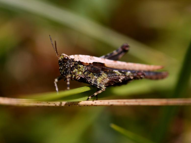 Tetrix ceperoi &copy; DANTEN Benoit