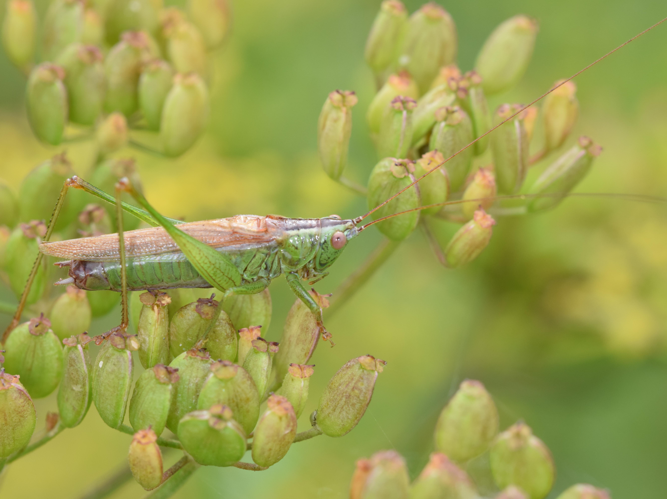 Conocephalus fuscus © NOEL Jean-Adrien