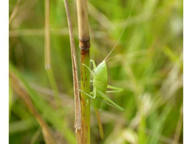 Ruspolia nitidula &copy; BARBIER Simon