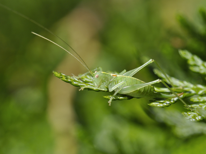 Meconema meridionale &copy; HERCENT Jean-Luc