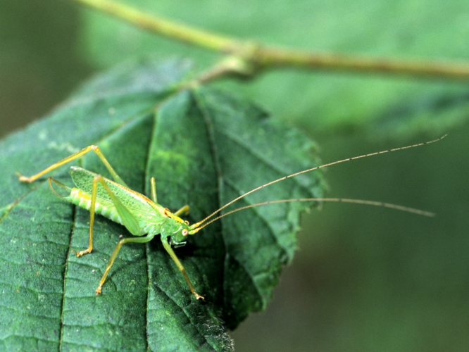 Meconema thalassinum &copy; HERCENT Jean-Luc