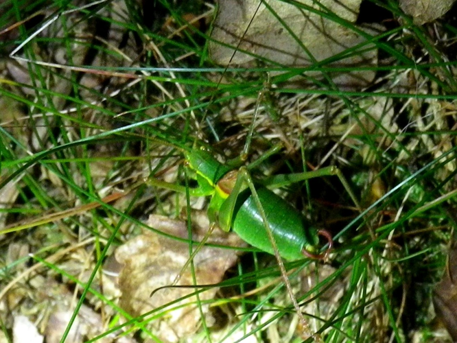 Barbitistes serricauda &copy; HALLART Guénael