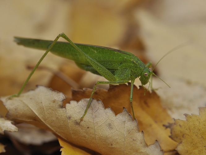 Phaneroptera nana &copy; HERCENT Jean-Luc