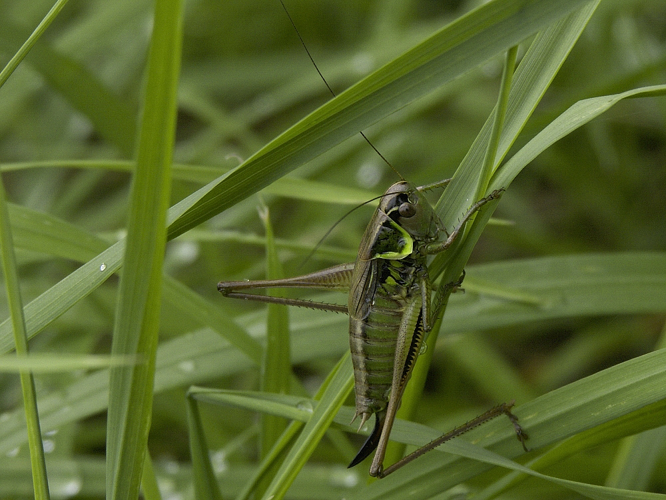 Metrioptera roeselii © HERCENT Jean-Luc