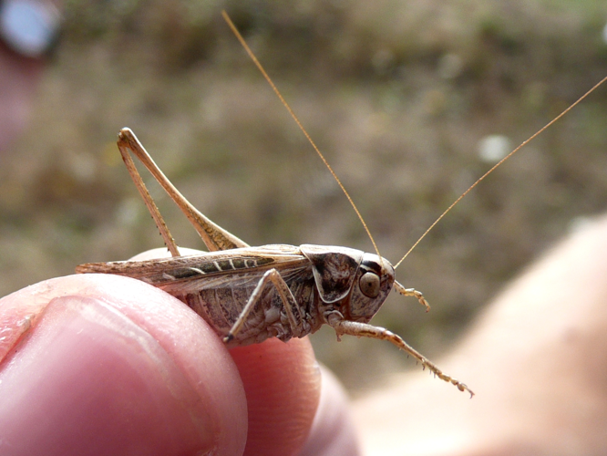 Platycleis tessellata &copy; MAILLIER Sébastien
