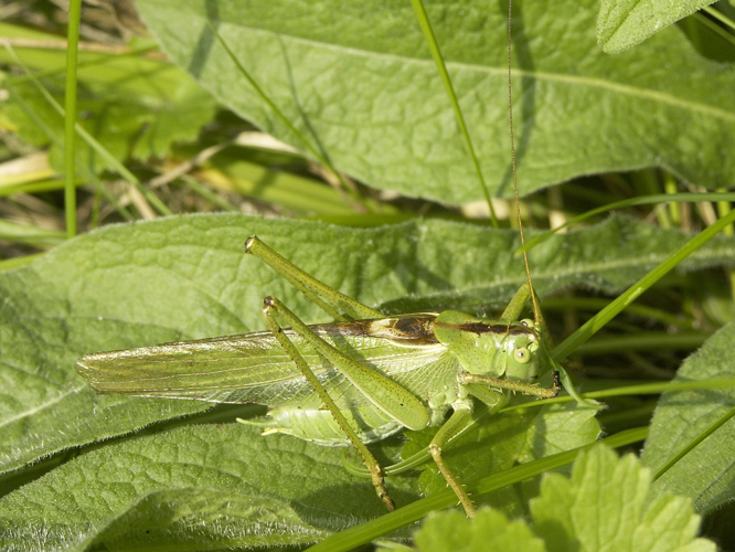 Tettigonia viridissima &copy; HERCENT Jean-Luc