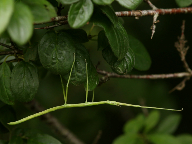 Clonopsis gallica &copy; DANTEN Benoit