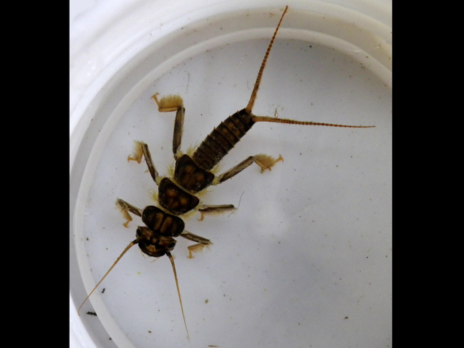 Perla marginata &copy; HALLART Guénael