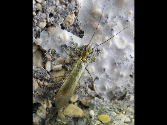 Isoperla grammatica &copy; HALLART Guénael