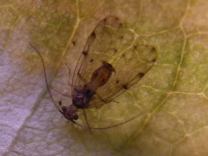 Ectopsocus briggsi &copy; HALLART Guénael