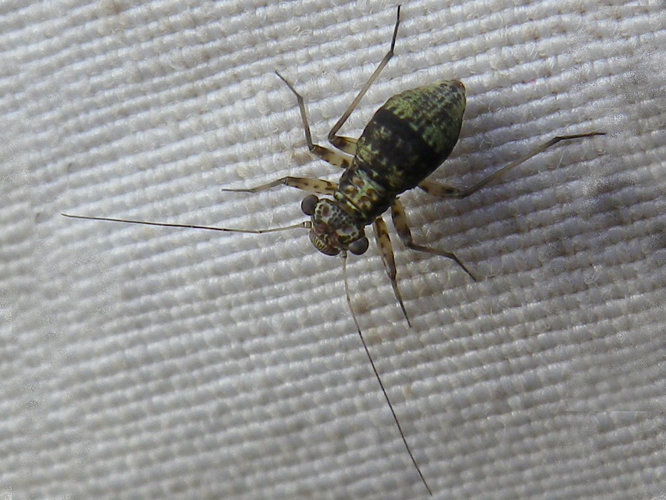 Mesopsocus immunis &copy; HALLART Guénael