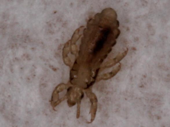 Pediculus humanus &copy; LETHEVE Xavier