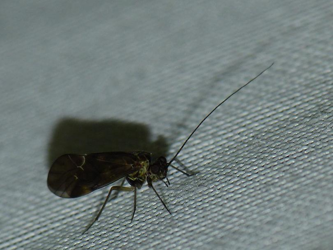 Metylophorus nebulosus &copy; BARBIER Simon