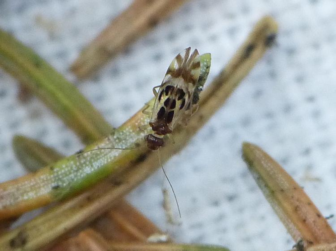 Graphopsocus cruciatus &copy; BARBIER Simon