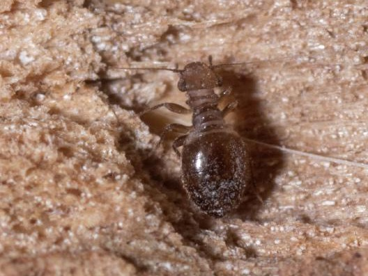 Lepinotus patruelis &copy; DANTEN Benoit