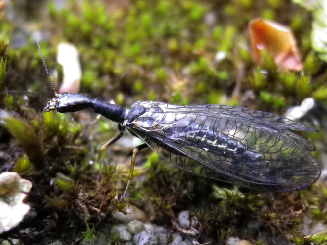 Phaeostigma notata &copy; HALLART Guénael