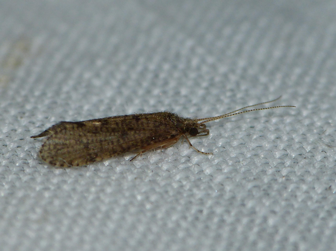 Ecnomus tenellus &copy; BARBIER Simon