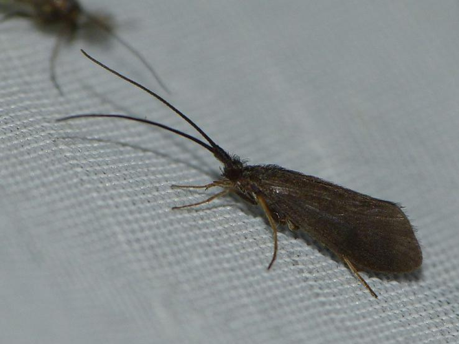 Silo nigricornis &copy; BARBIER Simon