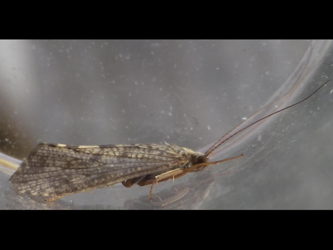 Hydropsyche pellucidula &copy; HALLART Guénael