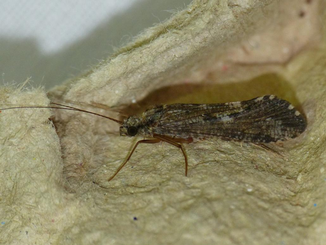 Hydropsyche siltalai &copy; BARBIER Simon