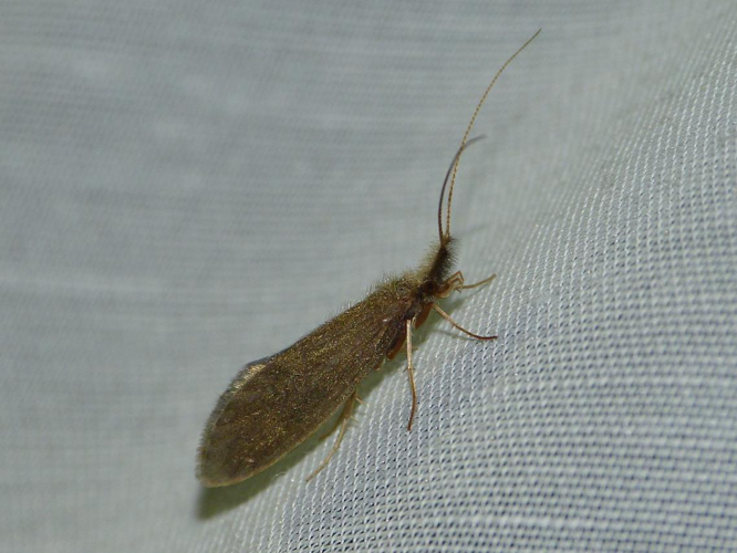 Lepidostoma basale &copy; BARBIER Simon