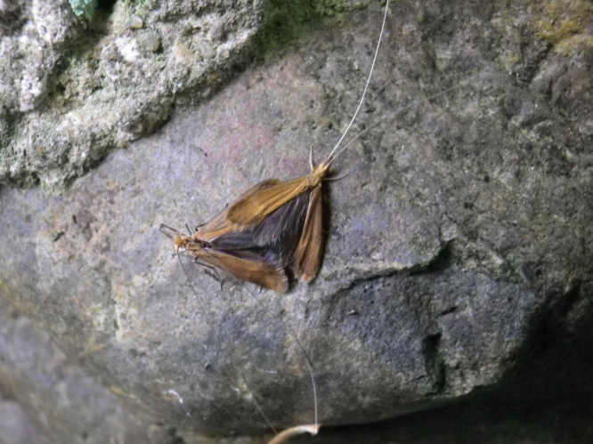 Adicella reducta &copy; HALLART Guénael