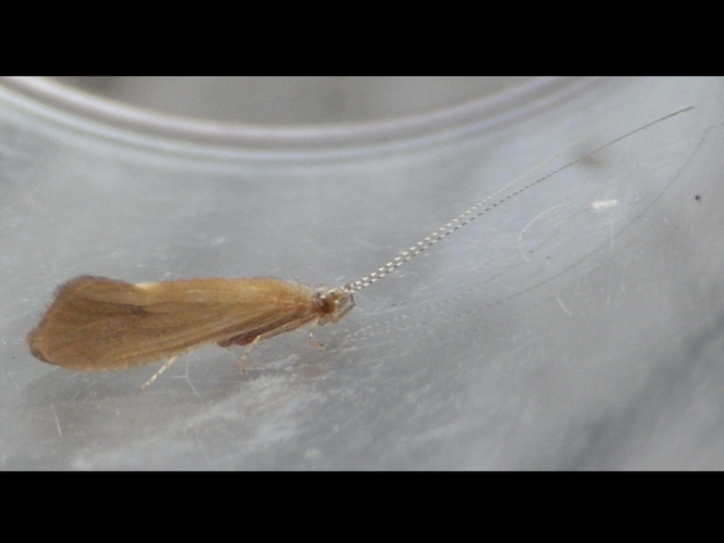 Ceraclea dissimilis &copy; HALLART Guénael