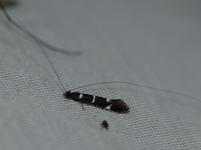 Leptocerus interruptus &copy; BARBIER Simon