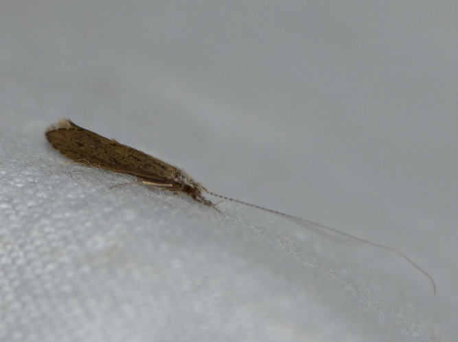 Leptocerus tineiformis &copy; BARBIER Simon