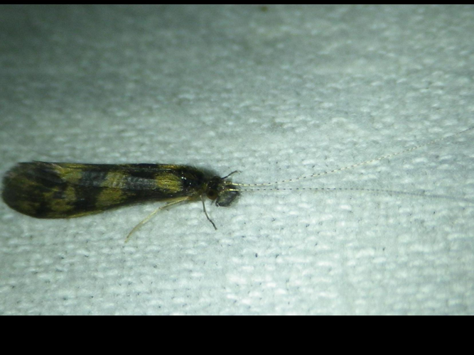 Mystacides longicornis &copy; HALLART Guénael